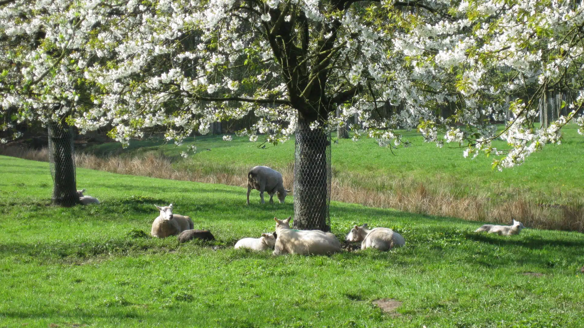 Boomgaard Oostbroek